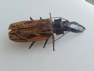 MACRODONTIA Cervicornis HUGE 15.  2cm Cerambycidae Peru Prioninae 3