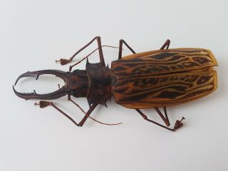 Macrodontia Cervicornis Monster 16.  4 Cm Cerambycidae Peru Prioninae