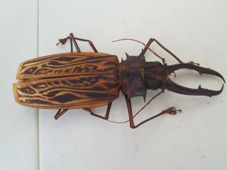 MACRODONTIA Cervicornis MONSTER 16.  4 cm Cerambycidae Peru Prioninae 3
