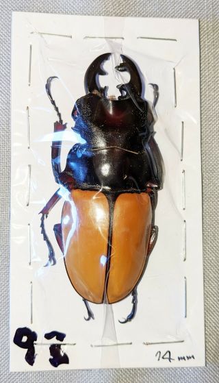 Beetle - Odontolabis Femoralis Waterstradti Male 74mm,  - From Sabah