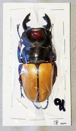 Beetle - Odontolabis Femoralis Waterstradti Male 78mm,  - From Sabah