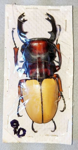Beetle - Odontolabis Femoralis Waterstradti Male 85mm,  - From Sabah