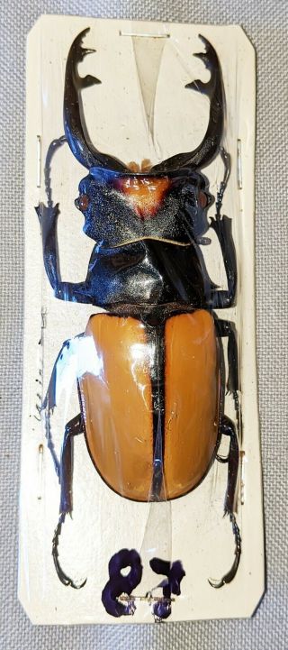 Beetle - Odontolabis Lacordairei Male 83mm,  - From Sumatra
