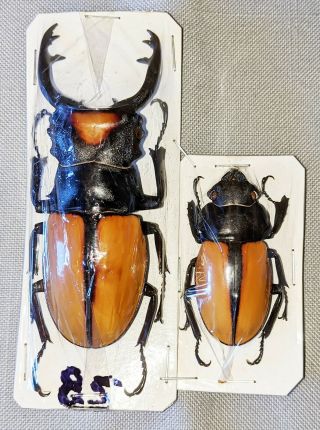 Beetle - Odontolabis Yasuokai Pair,  Male 84mm,  - From W.  Sumatra