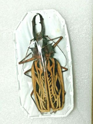 New: Beetles Macrodontia Cervicornis (peru,  Male 1: 131,  4mm)