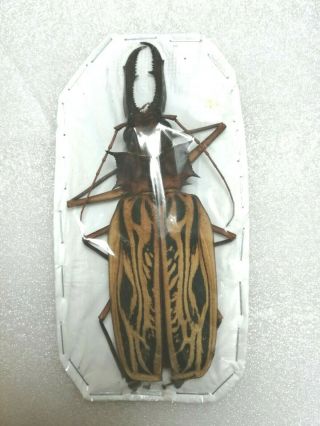 NEW: Beetles MACRODONTIA CERVICORNIS (Peru,  male 1: 131,  4mm) 2