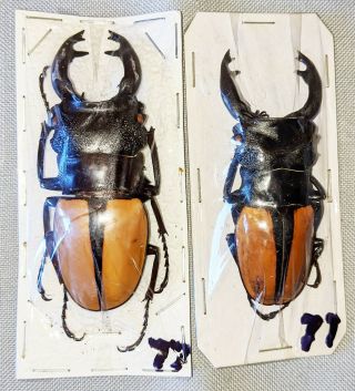 Beetle - Odontolabis Ludekingi 2 Males 75 And 70mm,  - From Sumatra