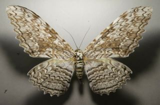 Erebidae Thysania Agrippina Big Male Wingspan 25,  4cm Mexico Chiapas Very Rare