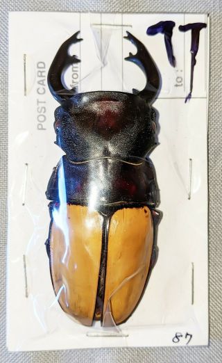 Beetle - Odontolabis Femoralis Male 87mm,  - From W.  Malaysia