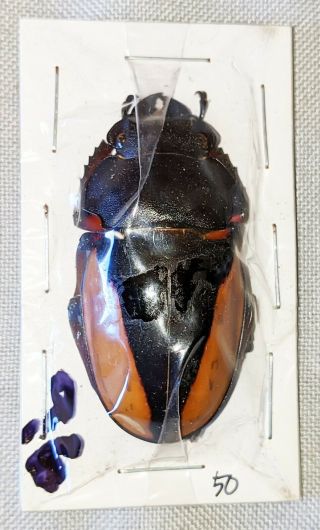 Beetle - Odontolabis Femoralis Waterstradti Female 50mm,  - From Sabah