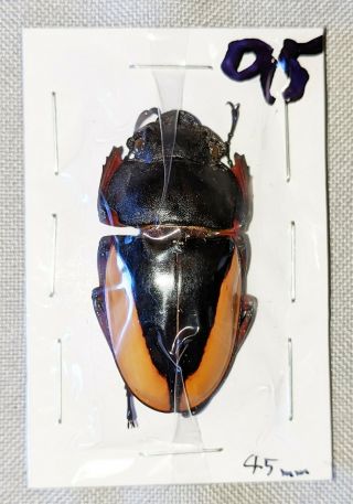Beetle - Odontolabis Femoralis Waterstradti Female 45mm,  - From Sabah