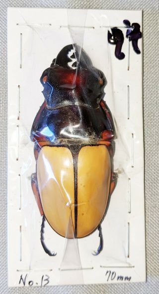 Beetle - Odontolabis Femoralis Waterstradti Male 70mm,  - From Sabah