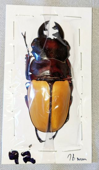Beetle - Odontolabis Femoralis Waterstradti Male 76mm,  - From Sabah