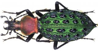 34.  Carabidae - Carabus (coptolabrus) Mirificus Ssp.  Elisabetianus.  Female