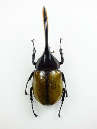 , Entomology,  Beetle: Dynastes Hercules Hercules Male Guadeloupe A2 Qual.  12cm,
