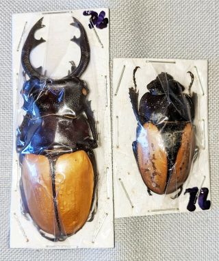 Beetle - Odontolabis Mouhoti Elegans Pair 76 From Thailand