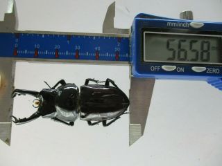 64125 Lucanidae: Pseudorhaetus Oberthuri.  Vietnam.  Ha Giang.  56mm