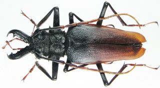 Insect - Cerambycidae Psalidognathus Antonkozlovi - Peru - 76mm.
