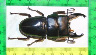 Dorcus Alcides Hybrid (short Horn / Long Horn),  71/68 Mm,  Beetle