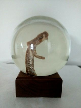 Vintage Western Rattlesnake Taxidermy Head Crystal Ball From The Early 80 