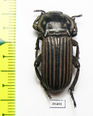 Tenebrionidae,  Anomalipus Sp. ,  South Africa Rep.