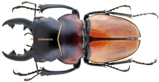Insect - Lucanidae Odontolabis Sommeri - Sumatra - Monster Male 63mm.