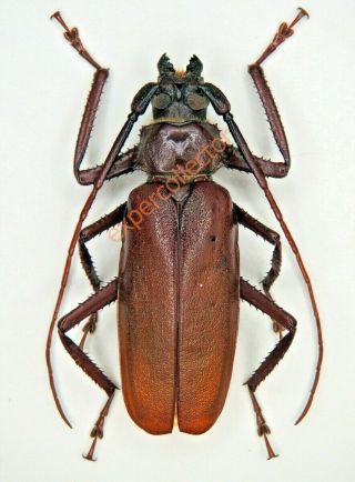 Cerambycidae - Macrotoma Sp From Gabon 854