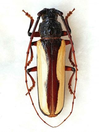 Very Rare Cerambycidae Macrambyx Suturalis Male Huge 57mm,  French Guiana