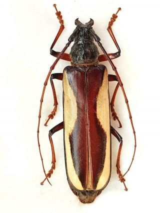 Very Rare Cerambycidae Macrambyx Suturalis Female Huge 68mm,  French Guiana