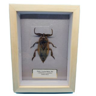 Real Giant Waterbug Mount Taxidermy Insect Lethocerus Grandis Entomology Frame