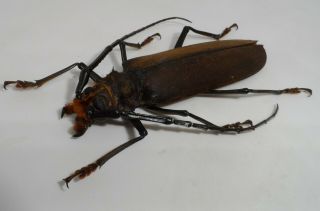 Cerambycidae,  Prioninae,  Orthomegas Haxairei (one Repaired Claw)