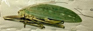 Orthoptera: Arachnacris (macrolyristes) Regalis Female - Malaysia