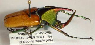 Cetoniinae Theodosia Magnifica 27.  4mm Borneo 17n Beetle Insect