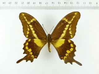 , Entomology,  Butterfly: Papilio Aristodemus Aristodemus Male Dom.  Republik,
