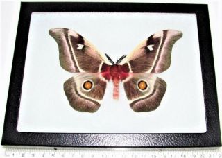 Bunea Aslauga Male Real Framed Saturn Moth Pink Madagascar Africa