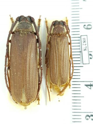Cerambycidae Prioninae Delocheilus Obscurus Rsa Pair