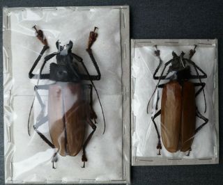 Rare 90/81mm Remphan (rhaphipodus) Hopei Pair A1 Prioninae Cerambycidae