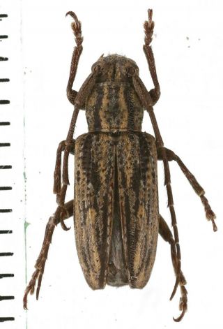Unknown Sp.  - Cerambycidae From Timika Province,  West Papua,  Indonesia