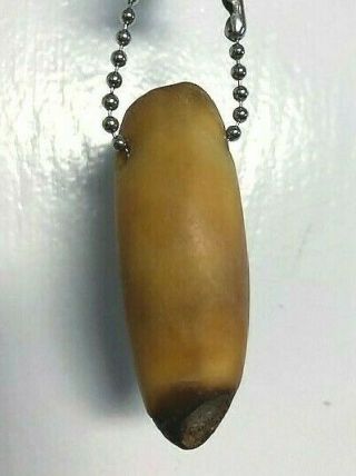 Authentic Lion’s Tooth.  2 ¼ Inches Long.