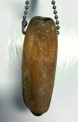 Authentic Lion’s Tooth.  2 ¼ Inches Long. 2
