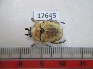 17645.  Unmounted Insects,  Rutelidae: Pukupuku Curta?.  Vietnam S