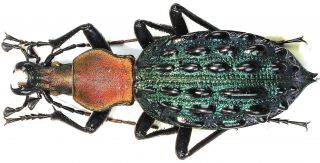 15.  Carabidae - Carabus (coptolabrus) Mirificus Sstr.  Male