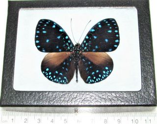 Hamadryas Laodamia Blue Black Starry Night Butterfly Peru Framed