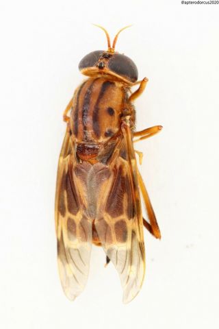 Diptera Sp.  Ecuador
