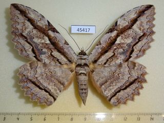 45417p Noctuidae Thysania Zenobia Dominicana