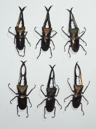 Lucanidae.  6 X Cyclommatus Metallifer Finae.  70 To 74mm.  Peleng Is