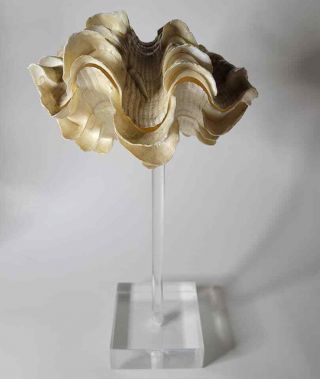 Vtg Mid Century Mcm Tridacna Gigas Clam Sea Shell Lucite Mount Sculpture
