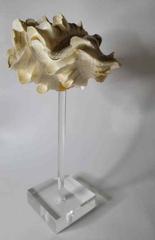 Vtg Mid Century MCM Tridacna Gigas Clam Sea Shell Lucite Mount Sculpture 2
