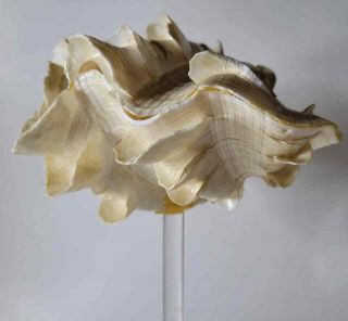 Vtg Mid Century MCM Tridacna Gigas Clam Sea Shell Lucite Mount Sculpture 3