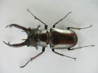 69230 Lucanidae: Lucanus dongi.  Vietnam.  Kon Tum.  59mm 2